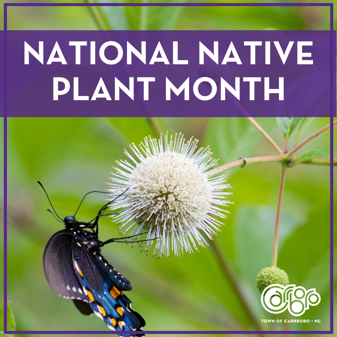 NATIONAL NATIVE PLANT MONTH