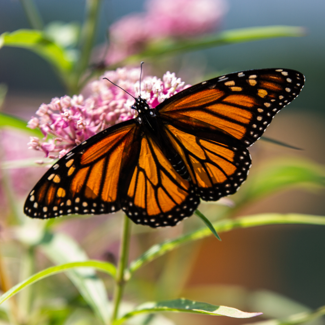 monarch with milkweed