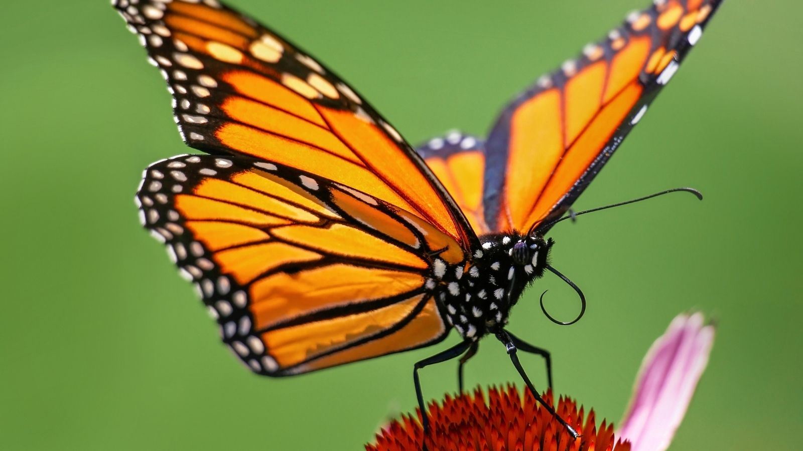 monarch butterfly