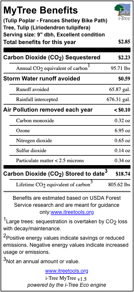 Tulip Poplar Frances Shetley Bike Path